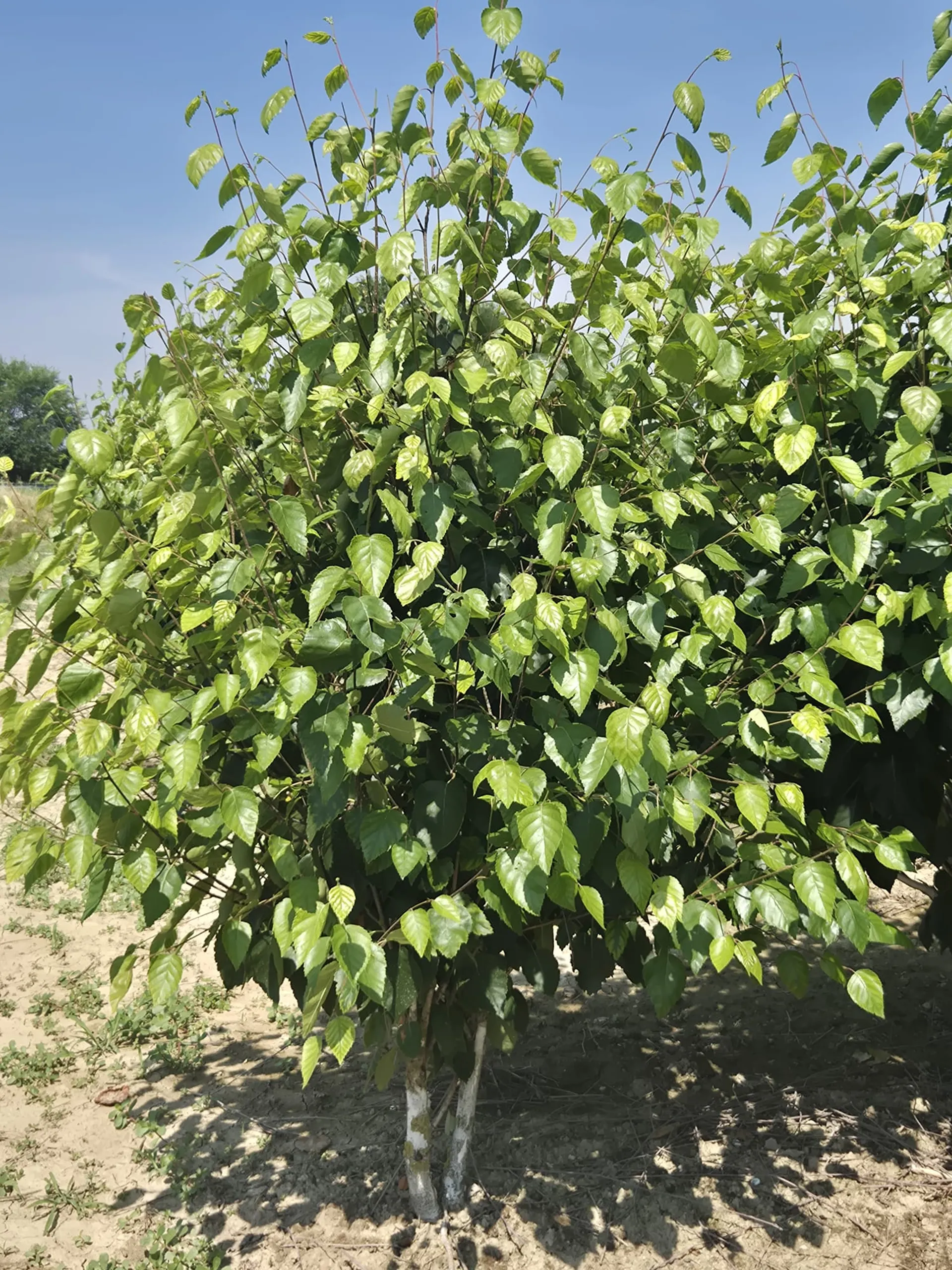 Betula utilis cespuglio