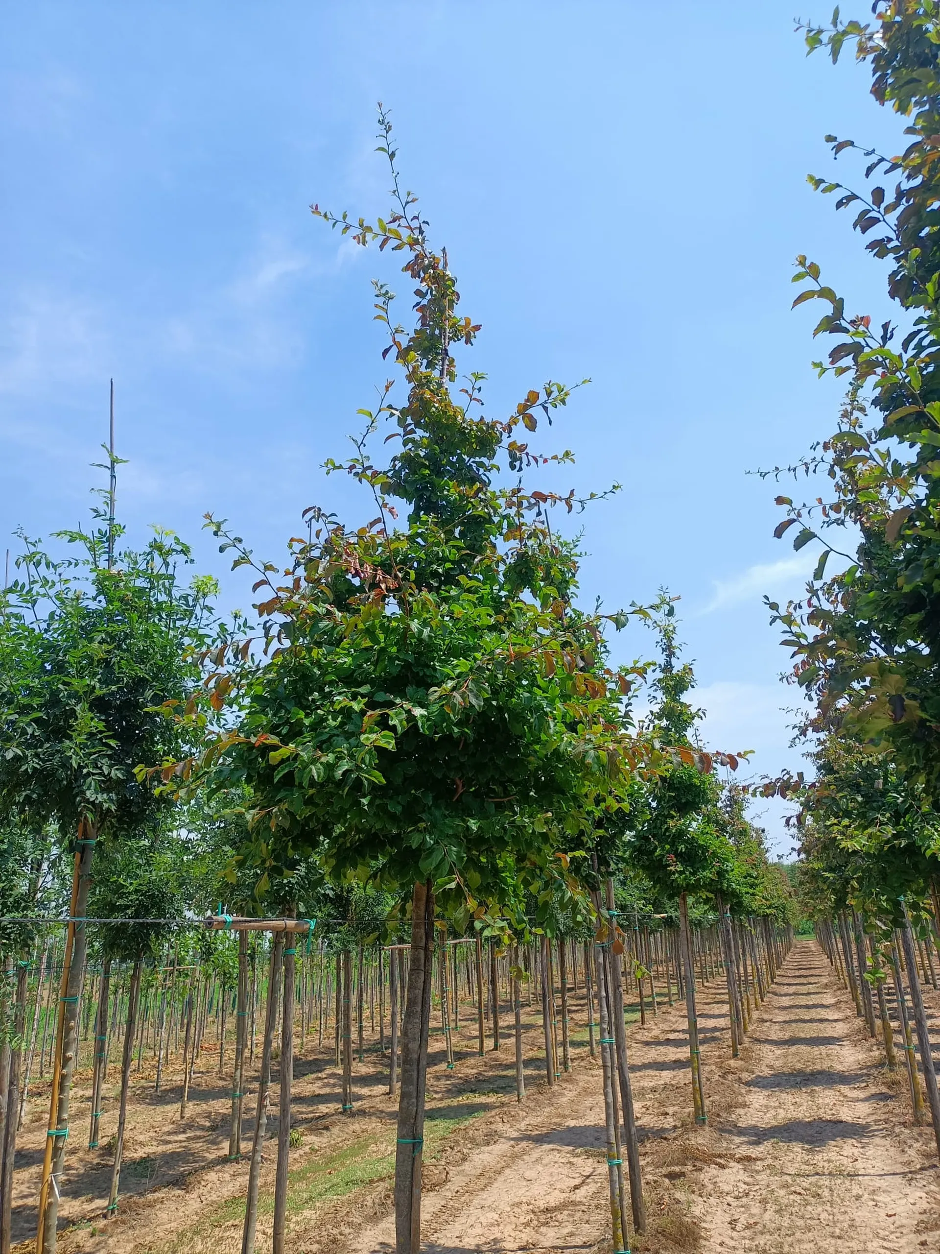 Parrotia Persica