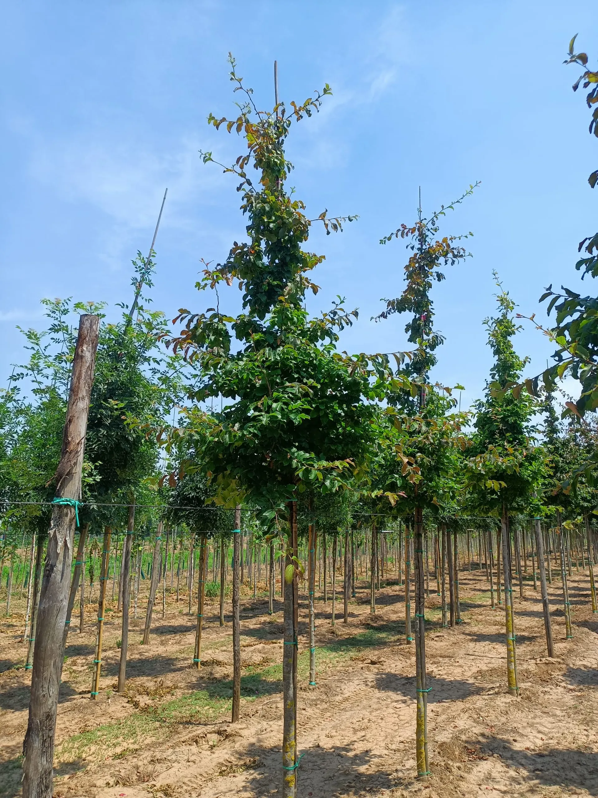 Parrotia Persica