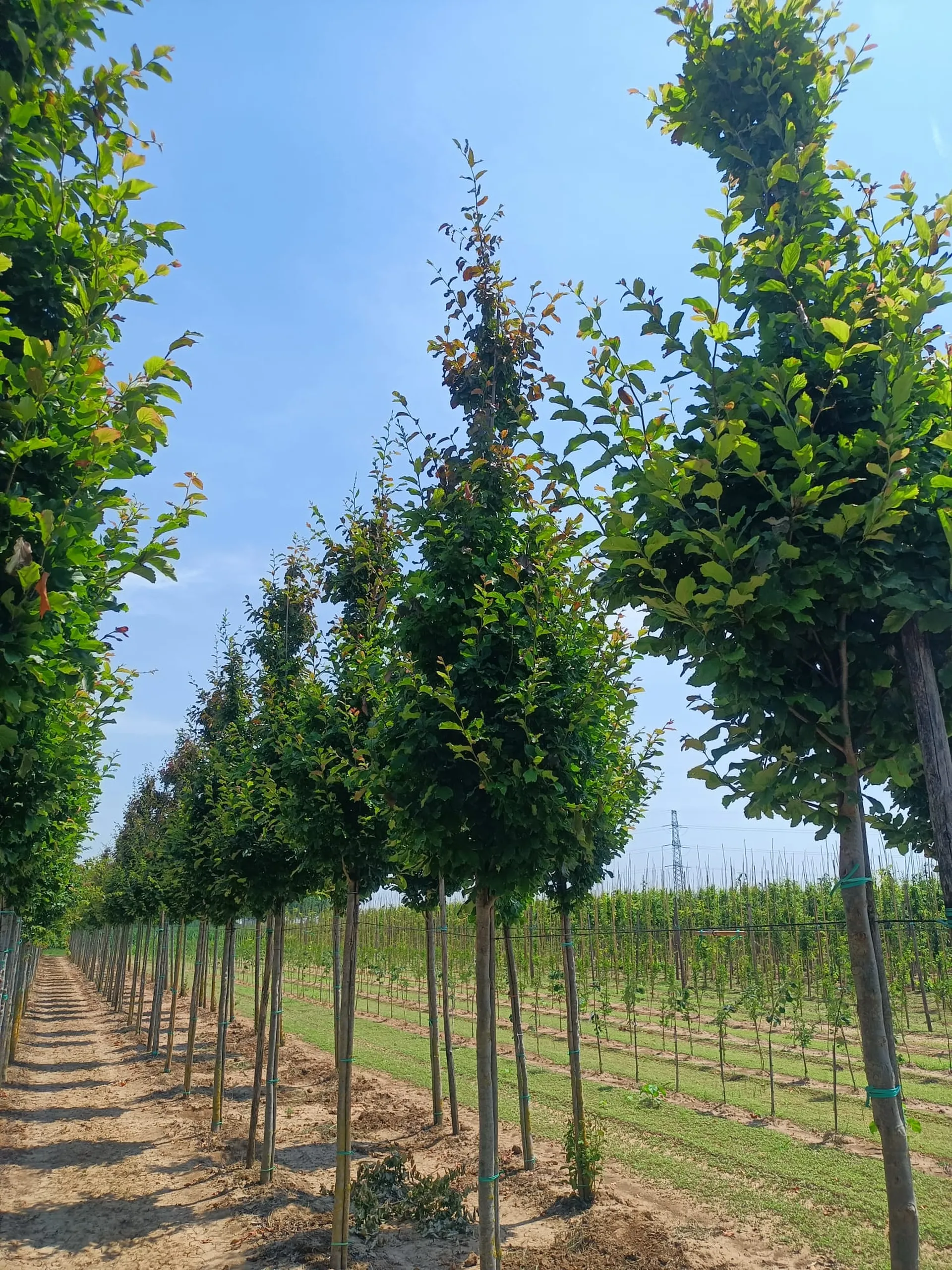 Parrotia Persica