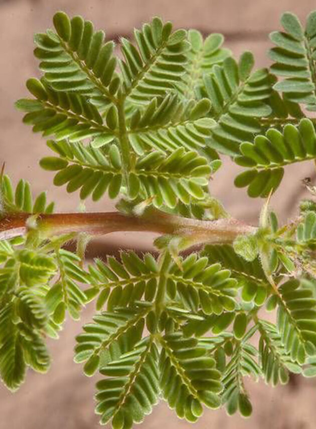 Acacia Ombrella Foglia