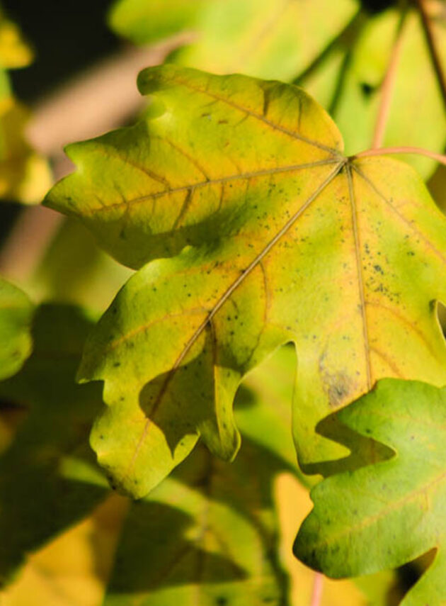 Acer Campestris Elsrijk Foglia