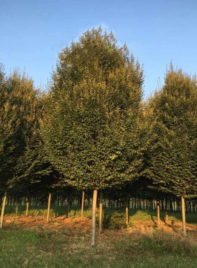 Acer Campestris Elsrijk