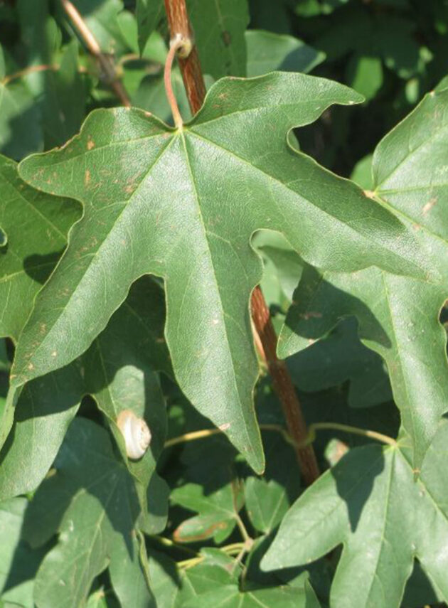 Acer Campestris Queen Elizabeth Foglia