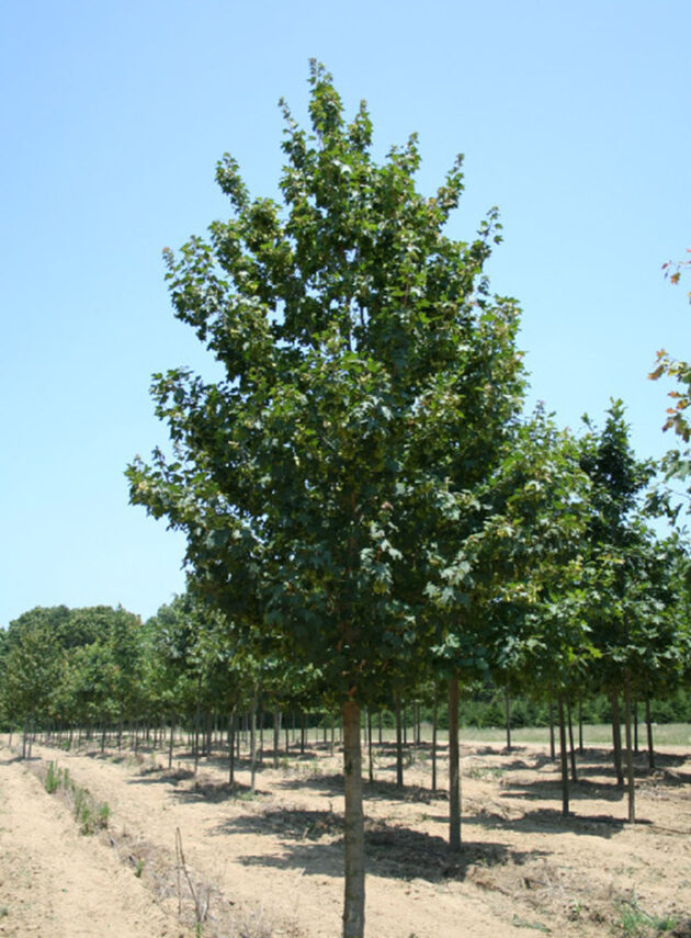 Acer Campestris Queen Elizabeth