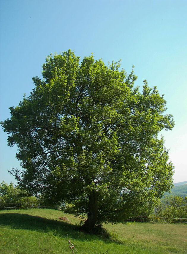 Acer Campestris