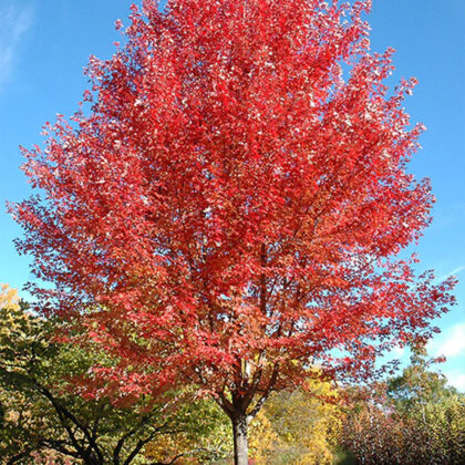 Acer Freemanii Autumn Blaze