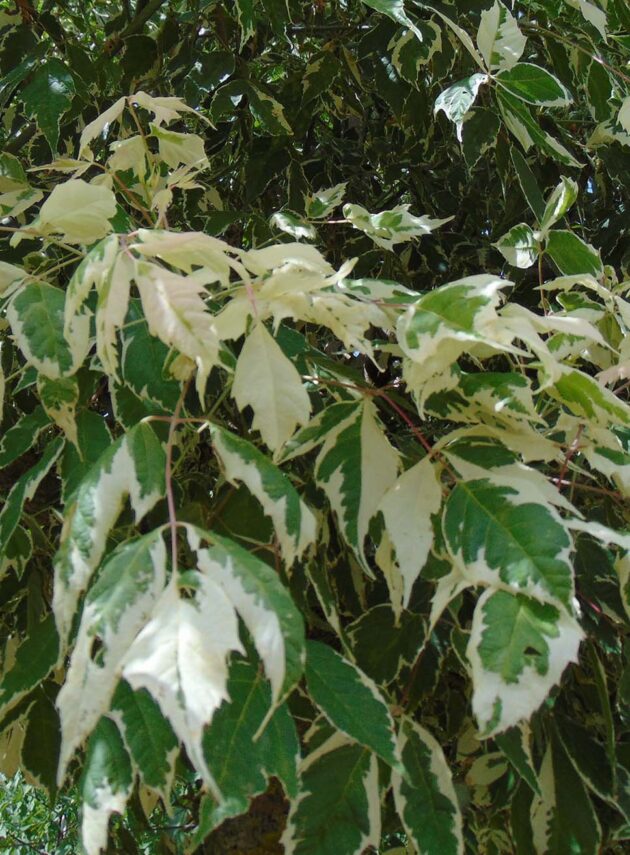 Acer Negundo Variegatis Foglia