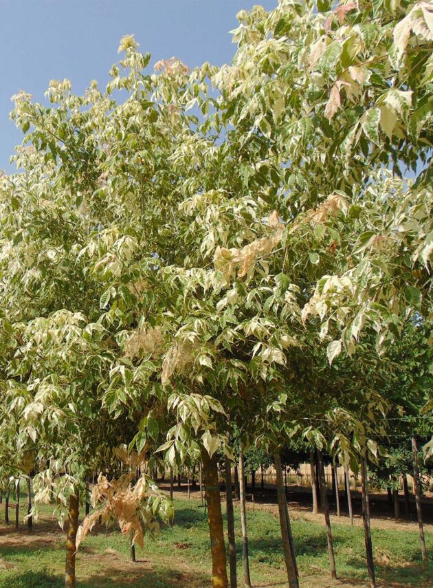 Acer Negundo Variegatis