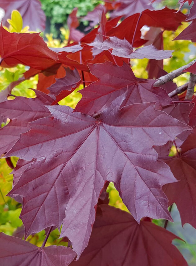 Acer Platanoides Crimson King - immagine 2