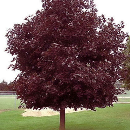 Acer Platanoides Crimson King