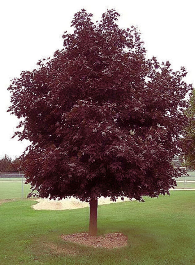 Acer Platanoides Crimson King
