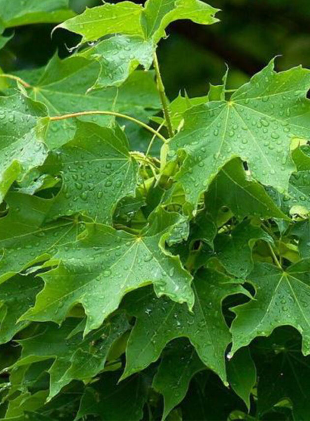 Acer Platanoides Foglia