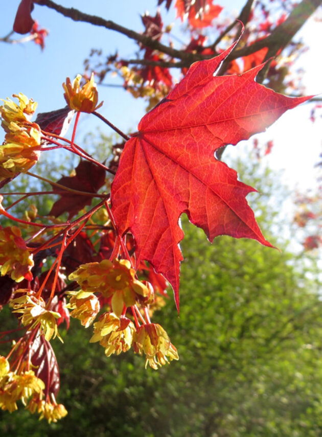 Acer Platanoides Royal Red Foglia