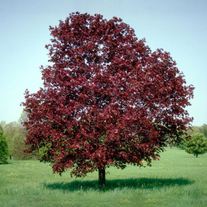 Acer Platanoides Royal Red
