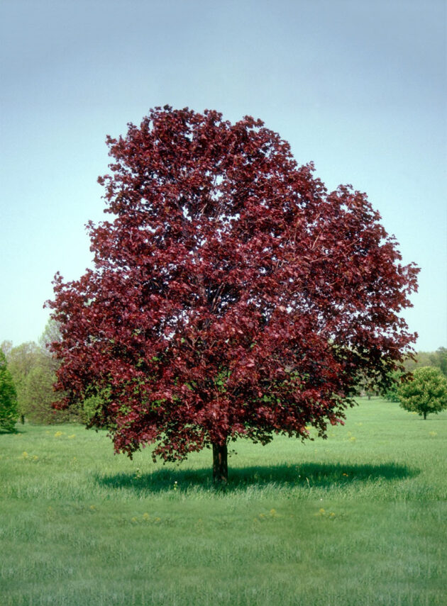Acer Platanoides Royal Red