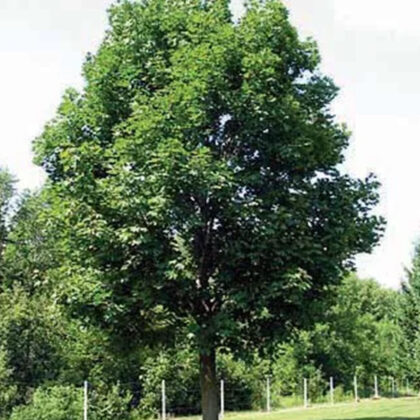 Acer Platanoides