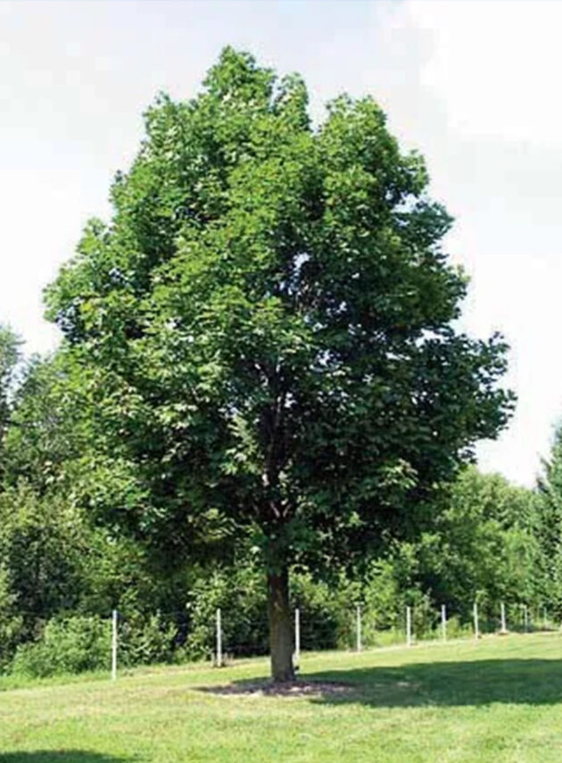 Acer Platanoides