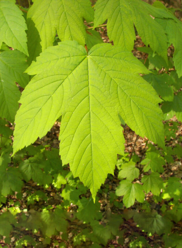 Acer Pseudoplatanus Foglia