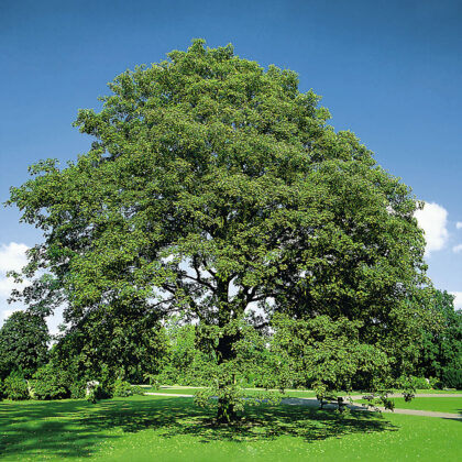 Acer Pseudoplatanus