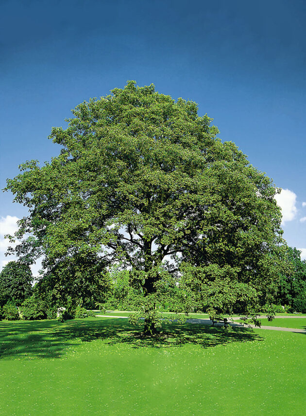 Acer Pseudoplatanus