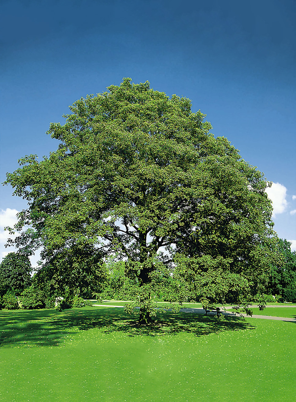 Acer Pseudoplatanus