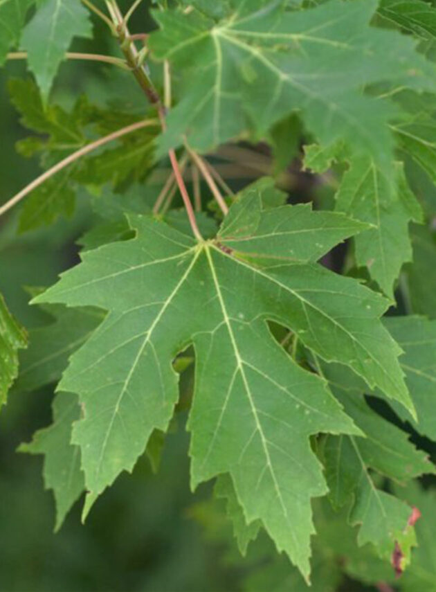 Acer Saccharinum Foglia
