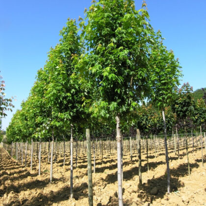 Acer Saccharinum Pyramidalis