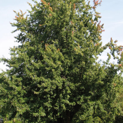 Acer Saccharinum