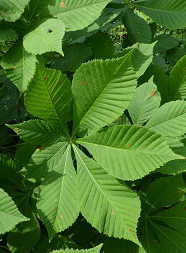 Aesculus Hippocastanum Foglia