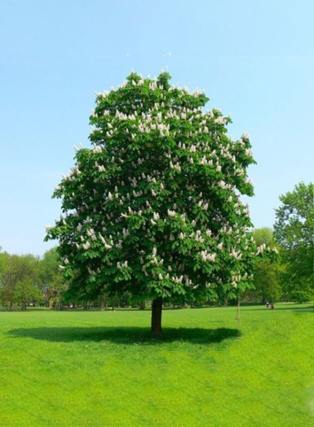 Aesculus Hippocastanum
