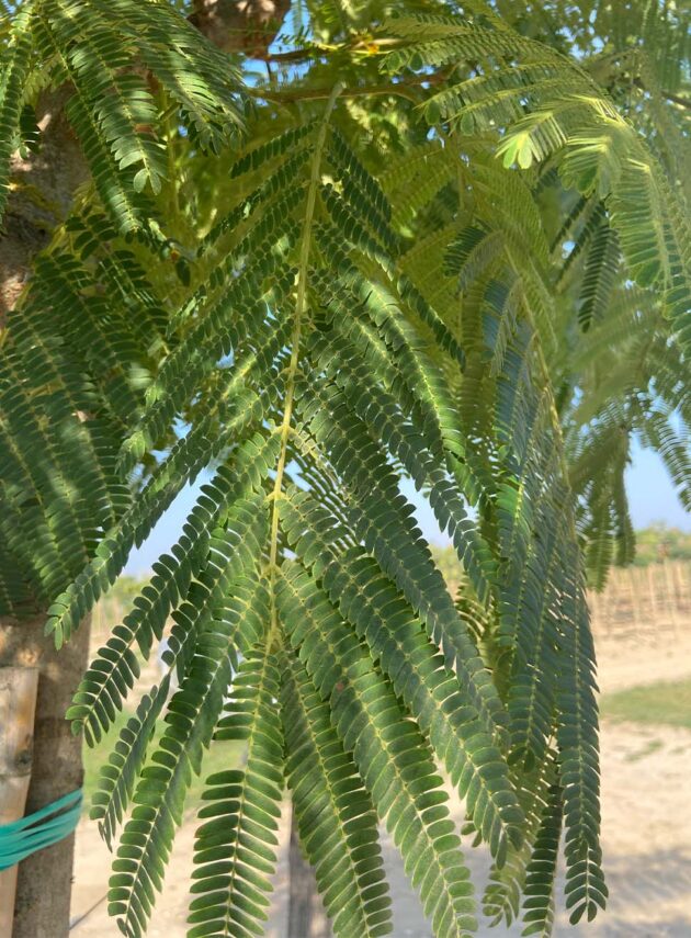 Albizia Julibrissin