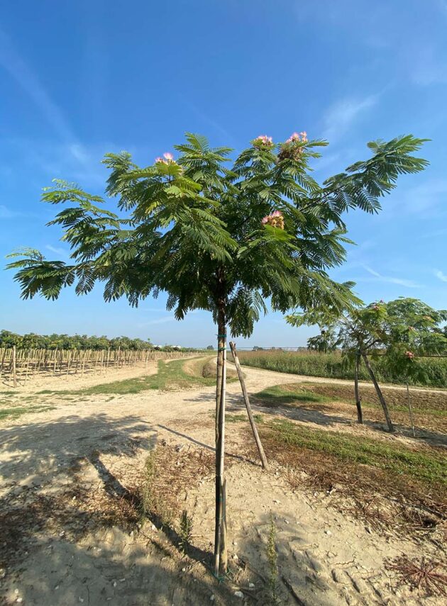 Albizia Julibrissin