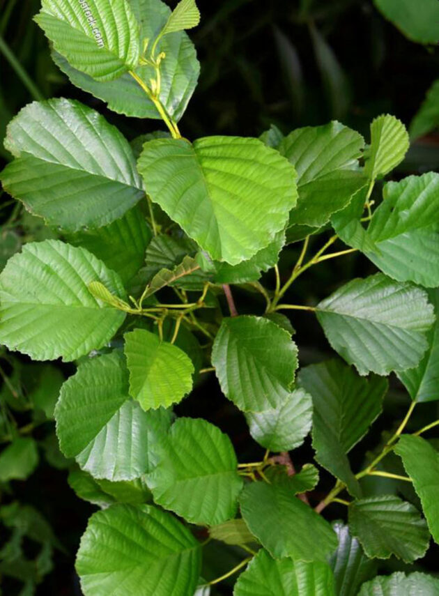 Alnus Glutinosa Foglia