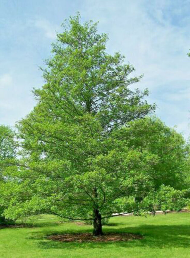 Alnus Glutinosa