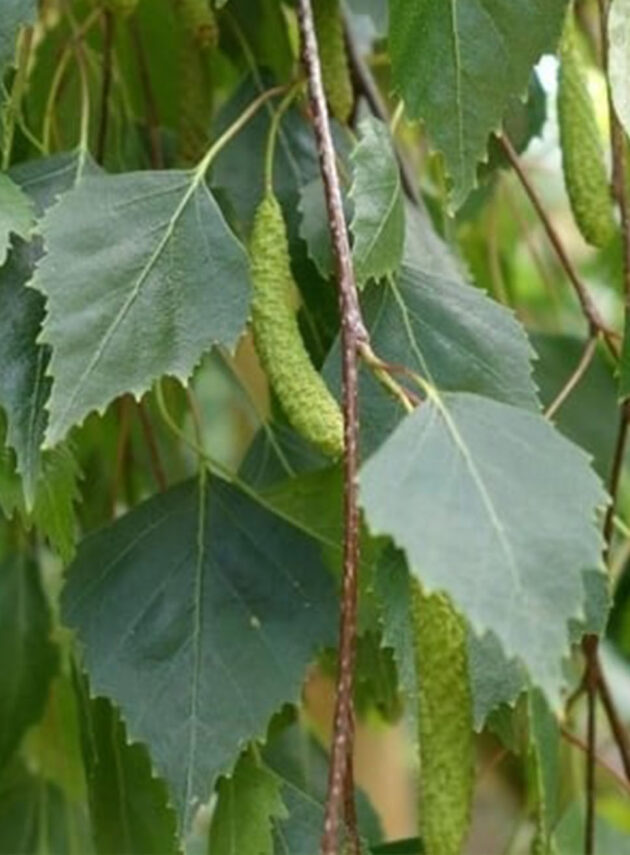 Betula Alba Yuongii Pendula Foglia