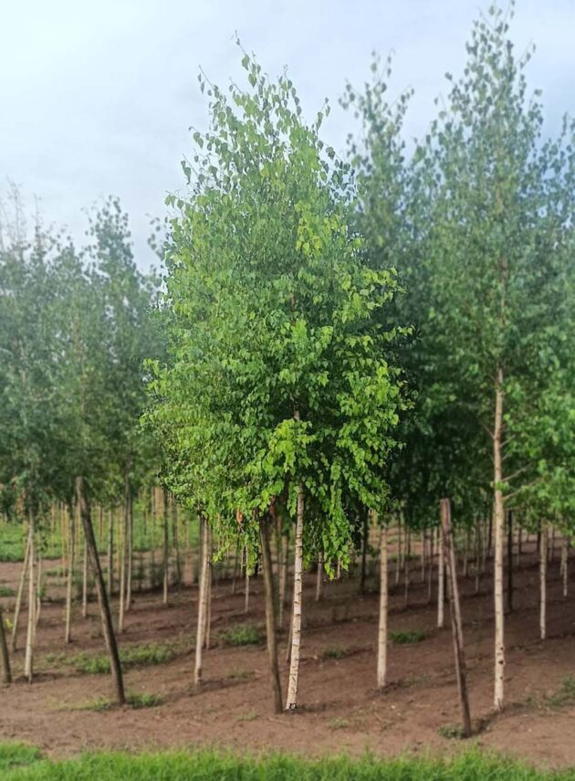 Betula Alba