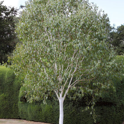 Betula Utilis