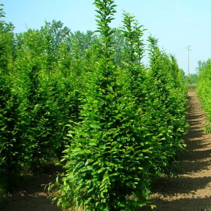 Carpinus Pyramidalis Cespuglio