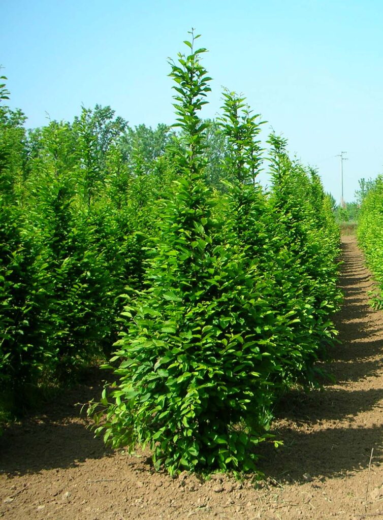 Carpinus Pyramidalis Cespuglio Zambelli Vivai Canneto S O carpinus-pyramidalis-cespuglio-zambelli-vivai-canneto-s-o