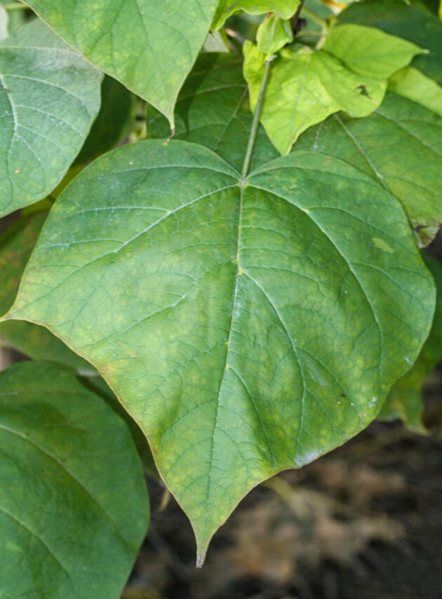 Catalpa Bignonioides Foglia