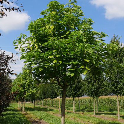 Catalpa Bignonioides