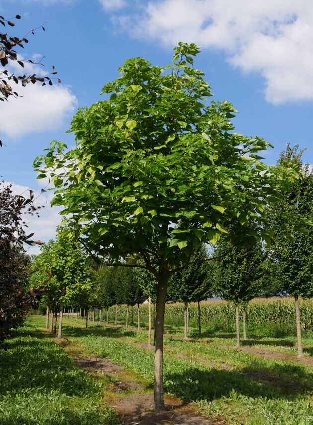 Catalpa Bignonioides