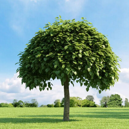 Catalpa Bungei Umbraculifera