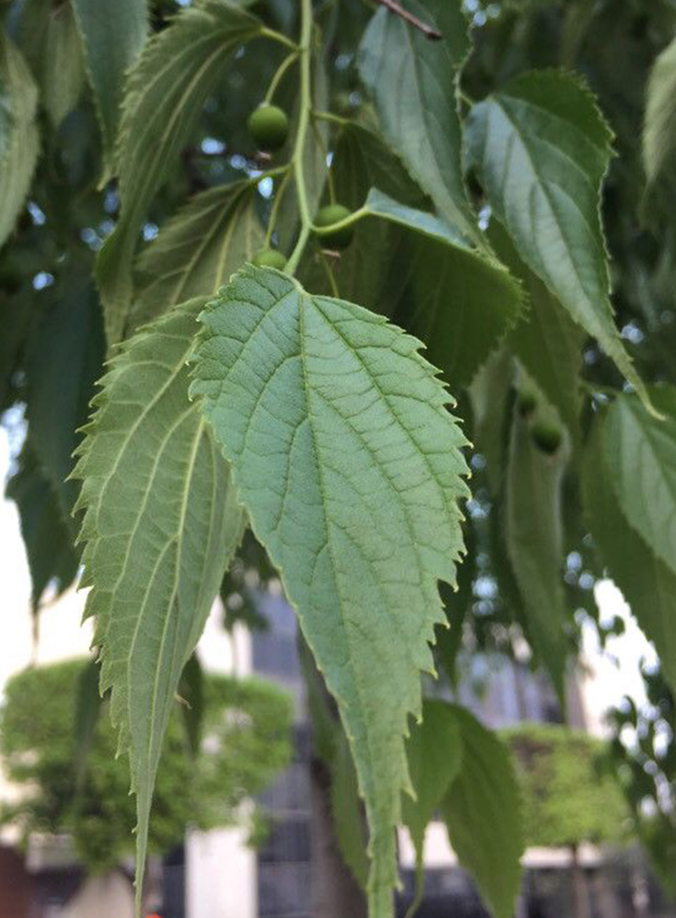 Celtis Australis Foglia