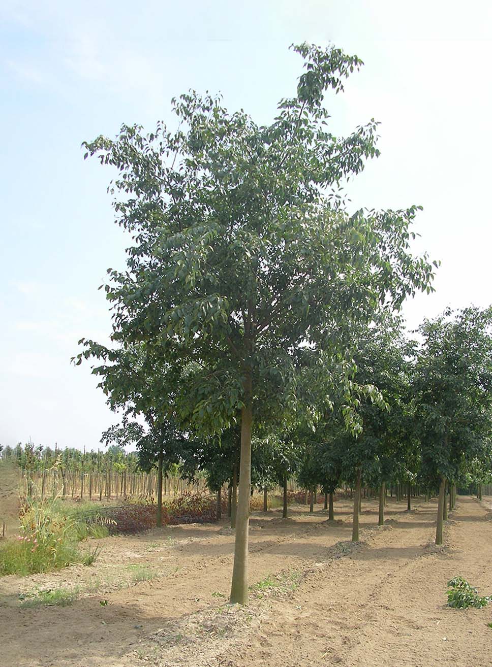 Celtis Australis