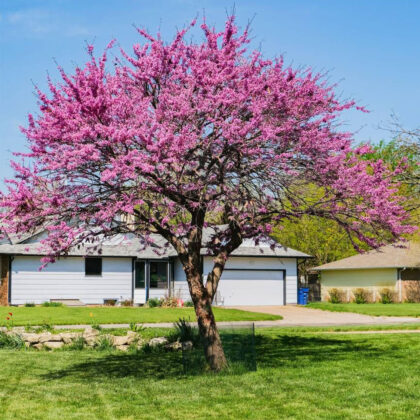 Cercis Canadensis