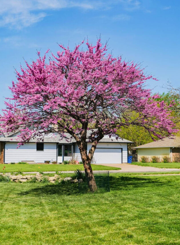 Cercis Canadensis