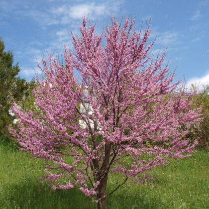 Cercis Siliquastrum Cespuglio