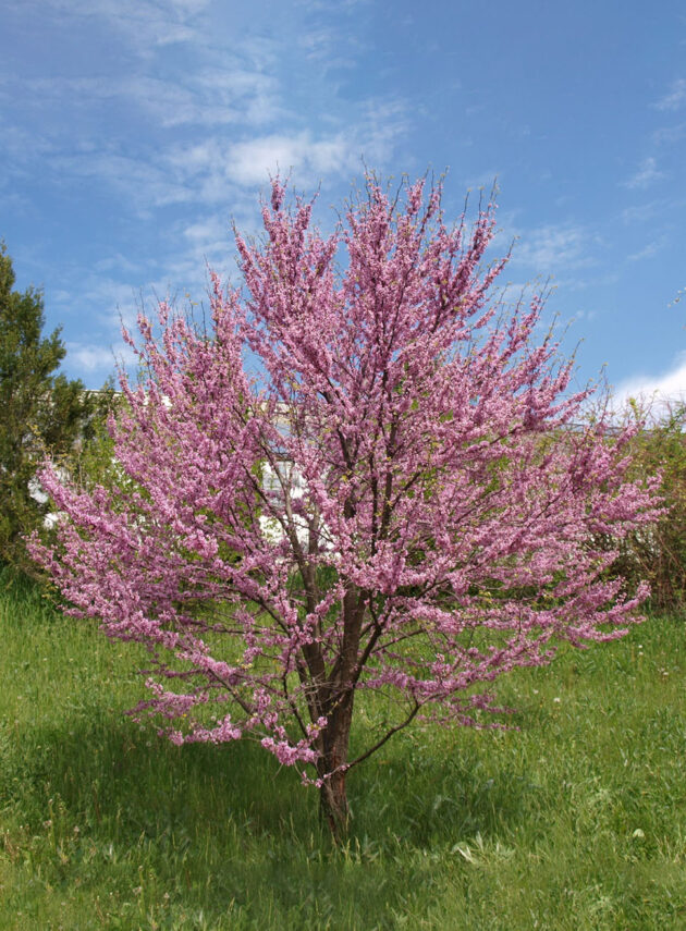 Cercis Siliquastrum Cespuglio